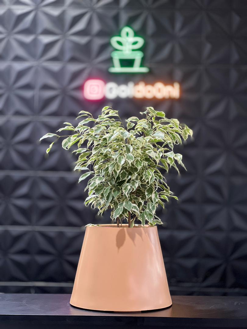 گلدان پلی اتیلن هرمی مدل ملورین