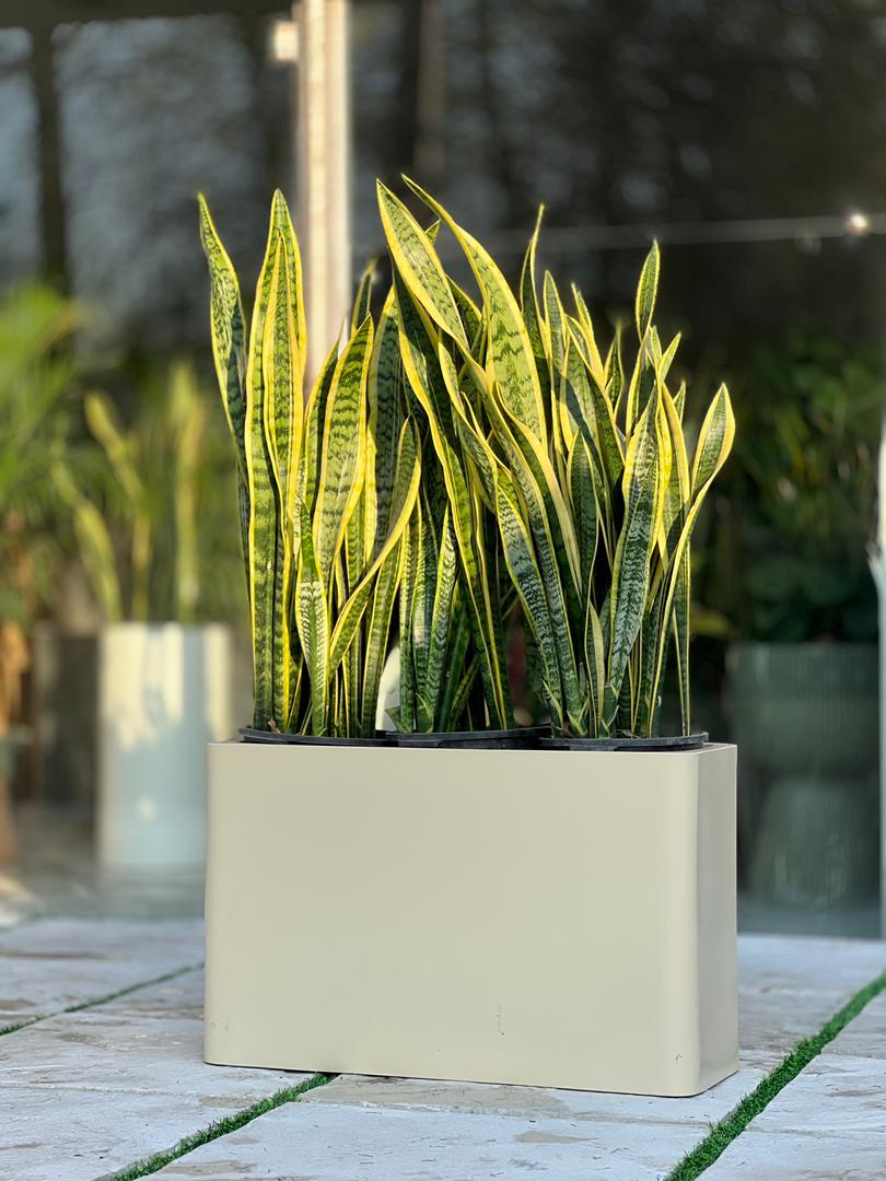 گلدان پلی اتیلن مدل باکسی