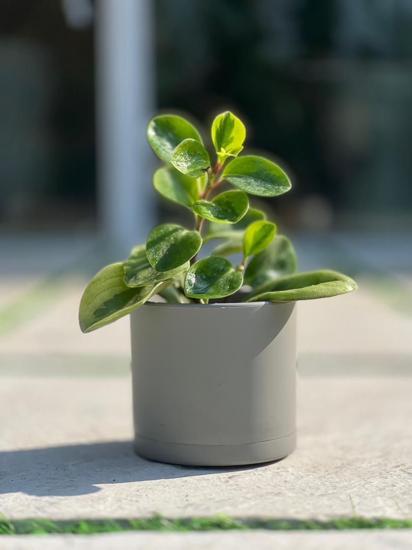 گلدان پلیمری استوانه مهرنی کد103/12.5