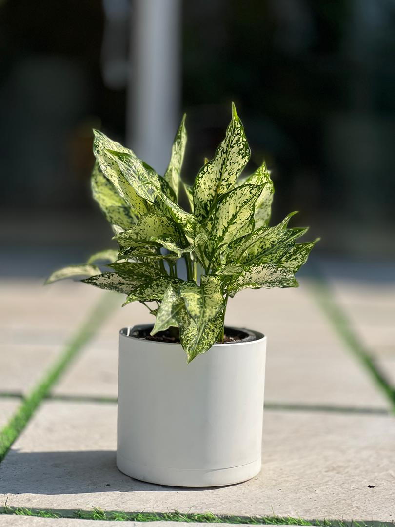 گلدان پلیمری استوانه مهرنی کد103/20