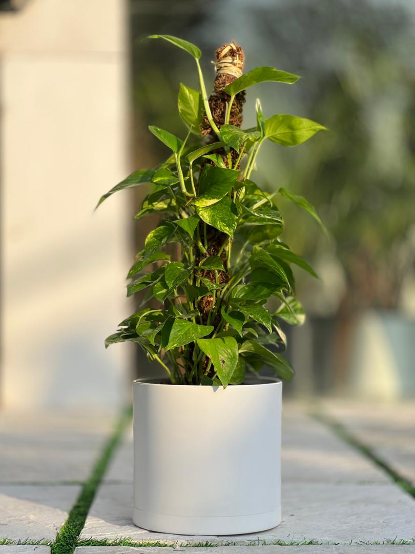 گلدان پلیمری استوانه مهرنی کد 103/25