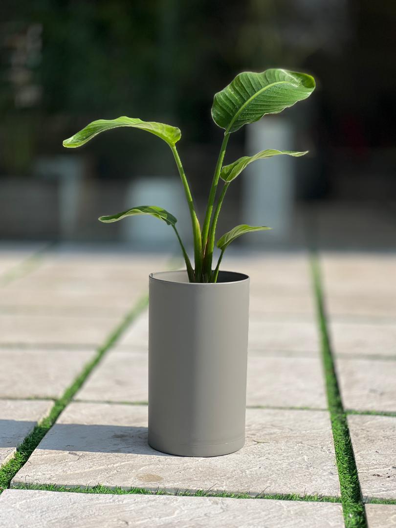 گلدان پلیمری استوانه بلند مهرنی کد 123/20