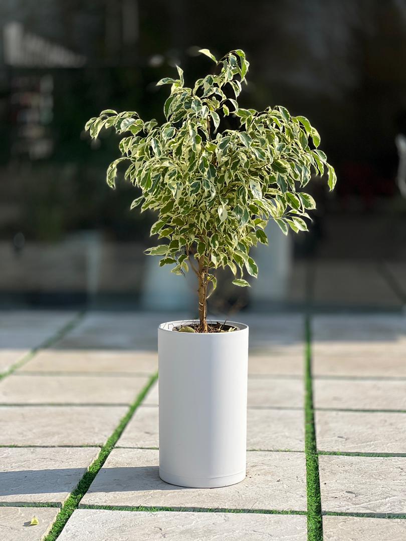 گلدان پلیمری استوانه بلند مهرنی کد 123/25