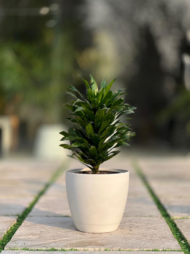 گلدون پلیمری گرد مهرنی کد 101/25