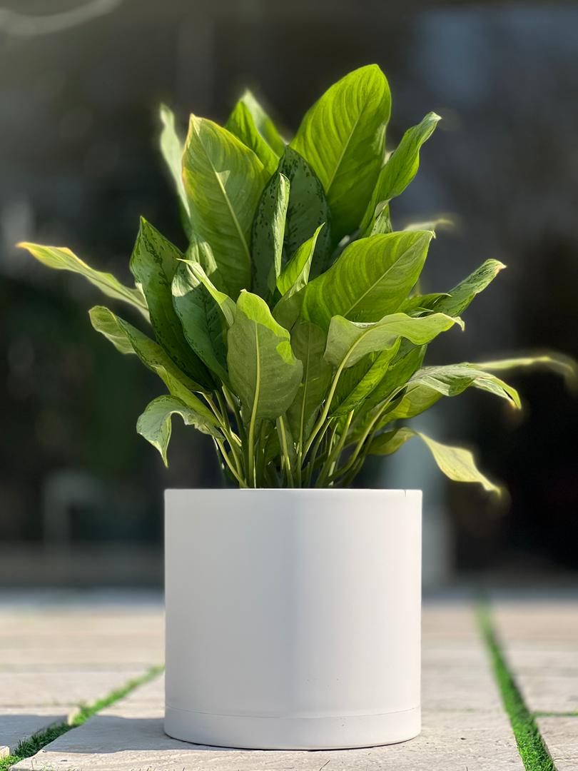 گلدان پلیمری استوانه مهرنی کد103/35